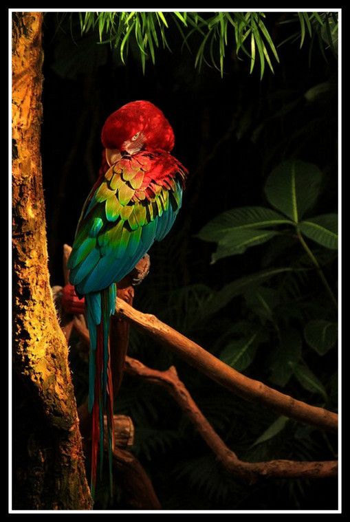 Superbe pérroquet !